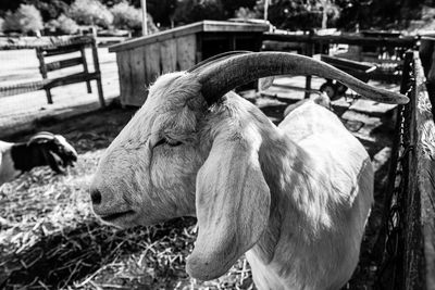 Close-up of goat standing outdoors