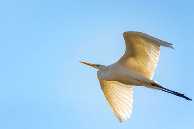 Low angle view of bird flying