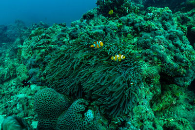 View of fish swimming in sea