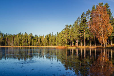 Reflection of trees in calm countryside lake