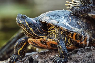 Close-up of turtle on rock