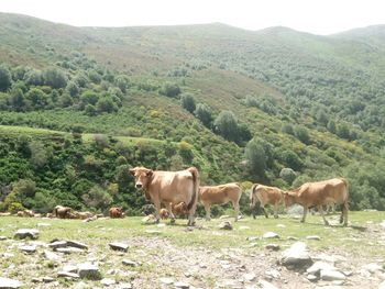 Cows grazing in a field