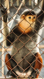 Portrait of a red shanked douc monkey in cage