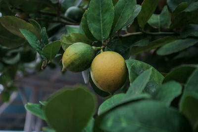 Close-up of fruits on tree