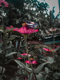 Close-up of butterfly on pink flowering plant