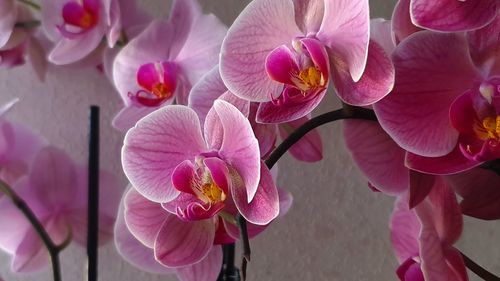 Close-up of pink orchids