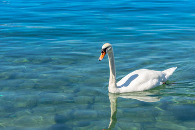 Swan floating in a lake
