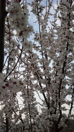 Low angle view of cherry tree against sky