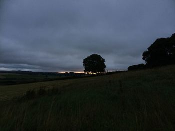 Trees on field