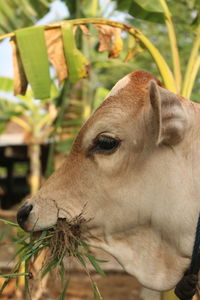 Profile view from a beef cattle eating satisfied grass in front of banana tree