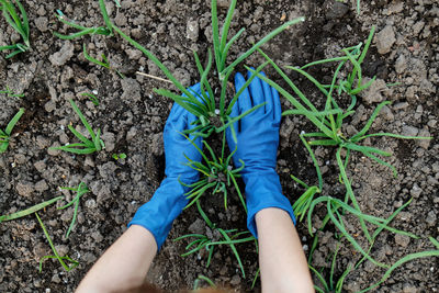 Midsection of woman holding plants on field