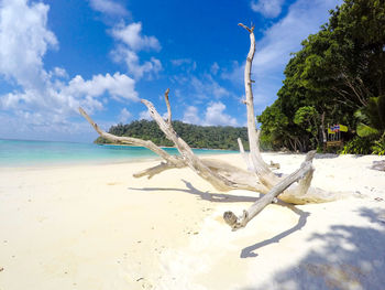 Dead tree on beach against sky