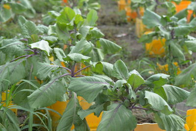 Close-up of flowers blooming outdoors