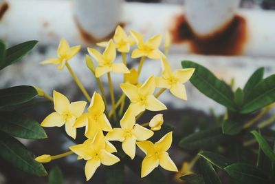 Close-up of yellow flowering plant leaves