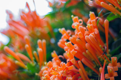 Pwasad pillar a vine with a hard, yellow-orange flower.