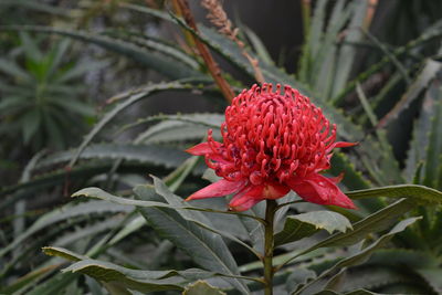 Close-up of red flower