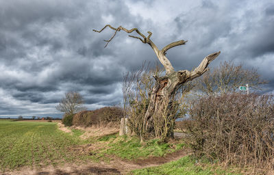 Bare tree in field against cloudy sky