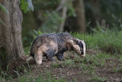 Badger by tree trunk in forest