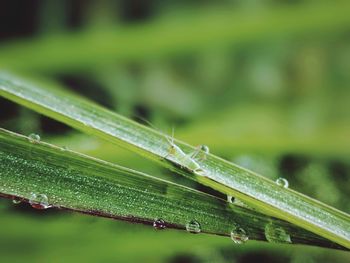 Close-up of water drops on leaf