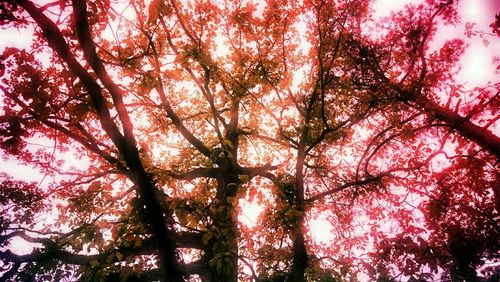 Low angle view of trees against sky