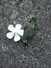 High angle view of white flowering plant