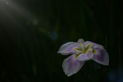 Close-up of purple flowering plant