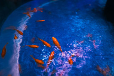 High angle view of koi carps swimming in water