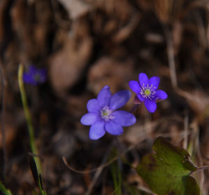 Close-up of purple flowering plant