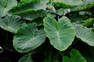 High angle view of green leaves