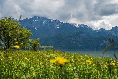 Yellow flowering plants on field against mountains