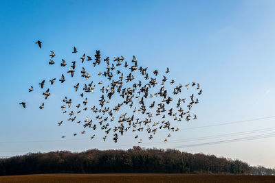 Low angle view of birds flying in sky