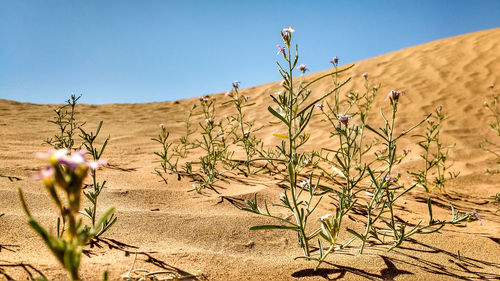 Scenic view of desert against clear sky