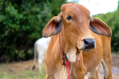 Portrait of cow