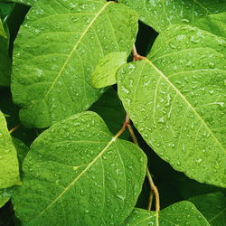 Close-up of raindrops on leaves