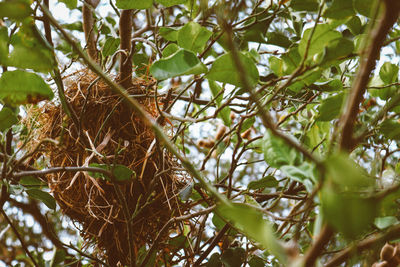 Low angle view of bird nest on tree