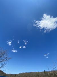 Low angle view of trees against blue sky