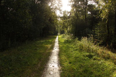 Road amidst trees in forest