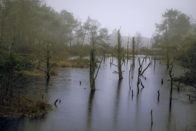Scenic view of lake in forest