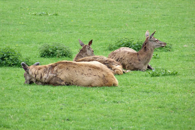 View of sheep on grassy field