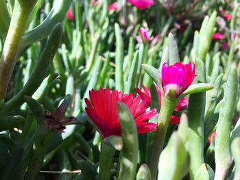 Close-up of red flowers blooming outdoors