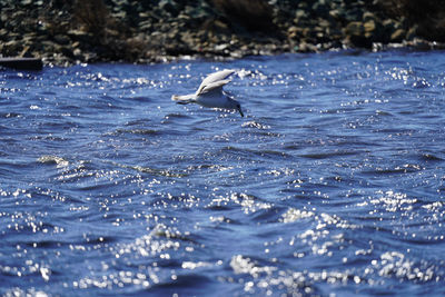 Birds flying over sea
