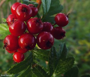 Close-up of cherries on tree