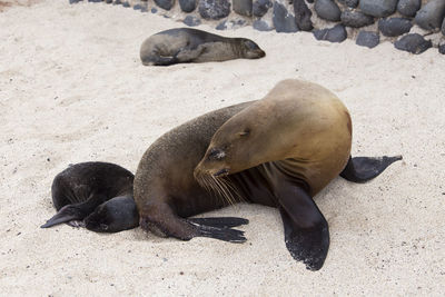 High angle view of sea lion on beach