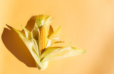 Close-up of yellow flower plant