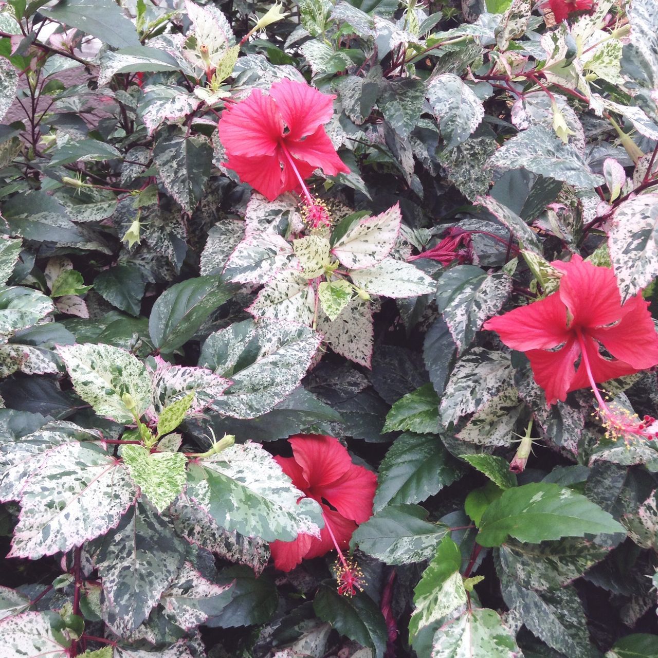 flower, leaf, red, fragility, growth, petal, beauty in nature, nature, freshness, high angle view, pink color, plant, season, autumn, close-up, flower head, change, day, field, blooming