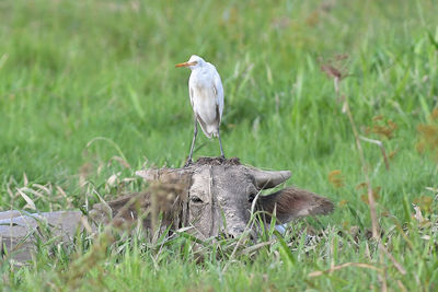 High angle view of gray heron perching on field