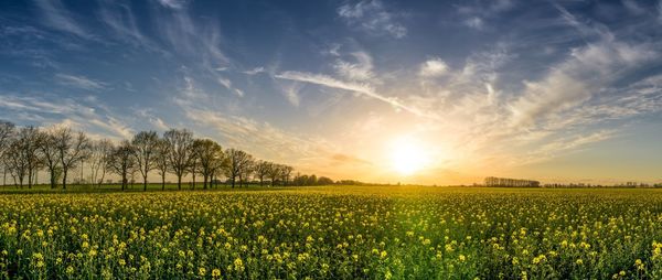 Scenic view of field against sky during sunset