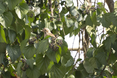 Close-up of green flowering plant on tree