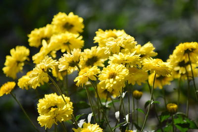 Close-up of yellow flowers blooming outdoors