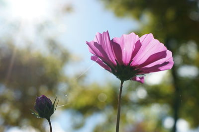 Low angle view of pink cosmos flower and bud growing outdoors